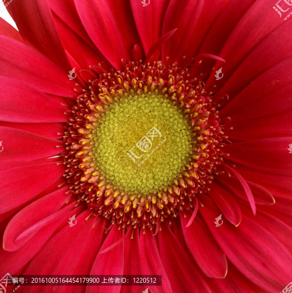 紅菊花