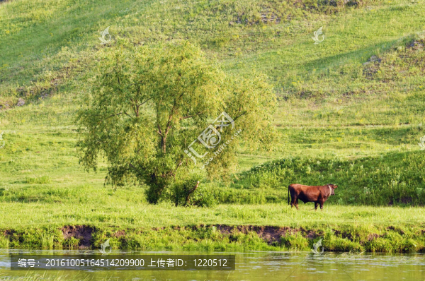 放牧背景的鄉(xiāng)村景觀