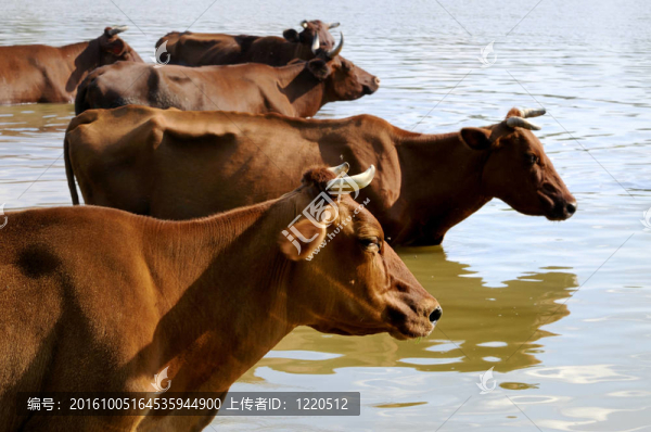 水背景上的奶牛群