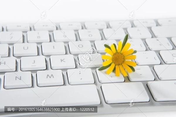 從計(jì)算機(jī)生長(zhǎng)花朵的概念