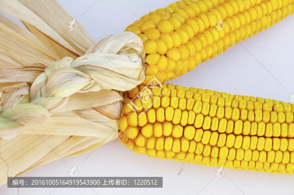 玉米穗