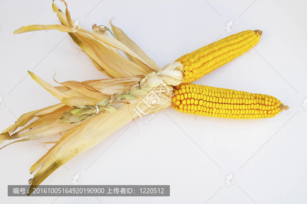 玉米穗
