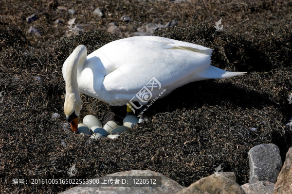 鳥(niǎo)類(lèi)天鵝
