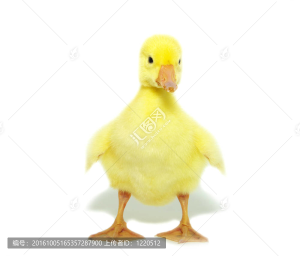 可愛的小鵝