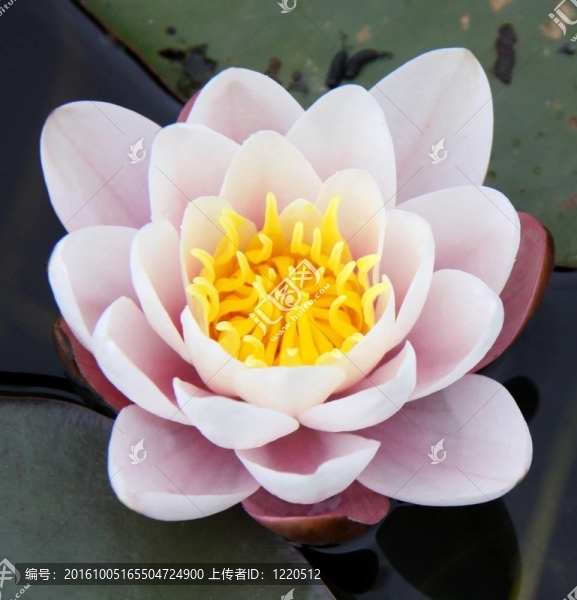莉莉花和禮來墊一個池塘