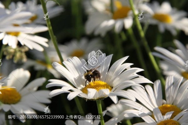 鮮花和蜜蜂