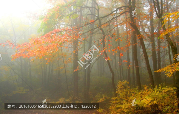 霧蒙蒙的秋天的早晨