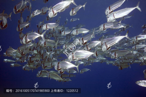 條紋的魚