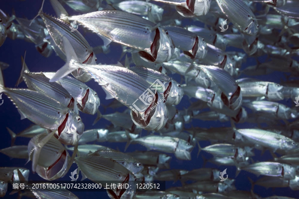 條紋的魚