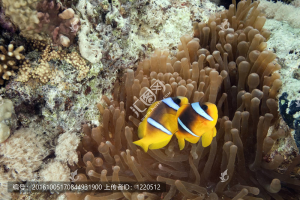海葵和小丑魚
