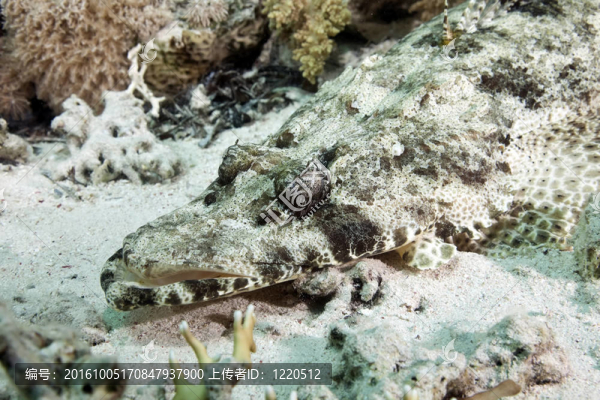 crocodilefish