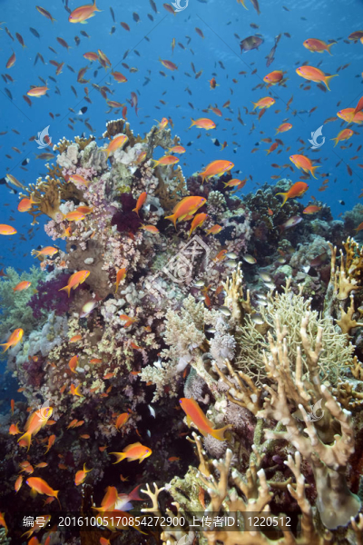 珊瑚和魚