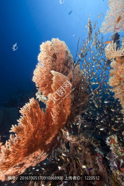海風(fēng)和GlassFish