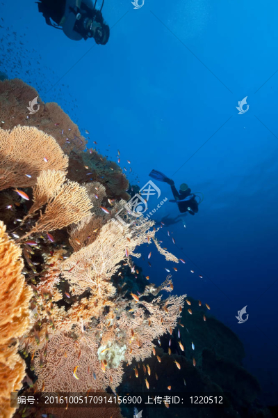 海風(fēng)和潛水員