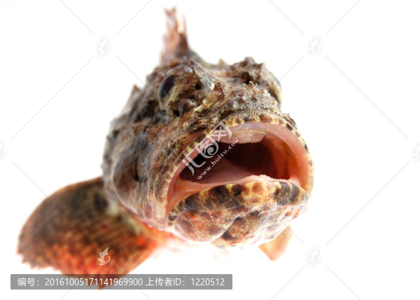 石鱸魚的開口