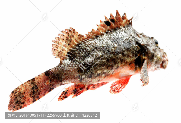 新鮮魚石鱸魚