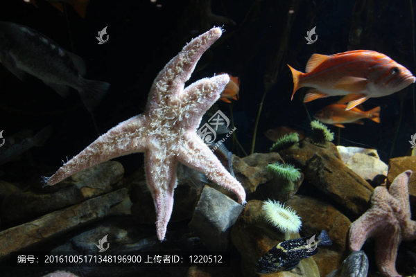 五顏六色的海星