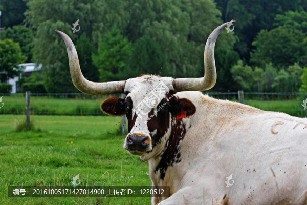 大角牛
