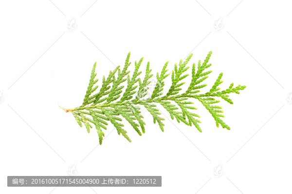 葉崖孤立在白色背景
