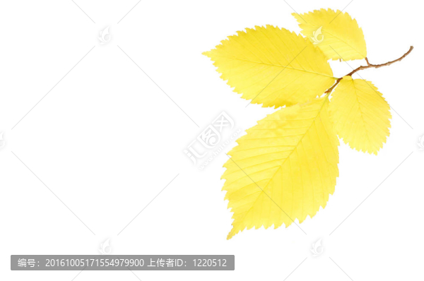白底落葉