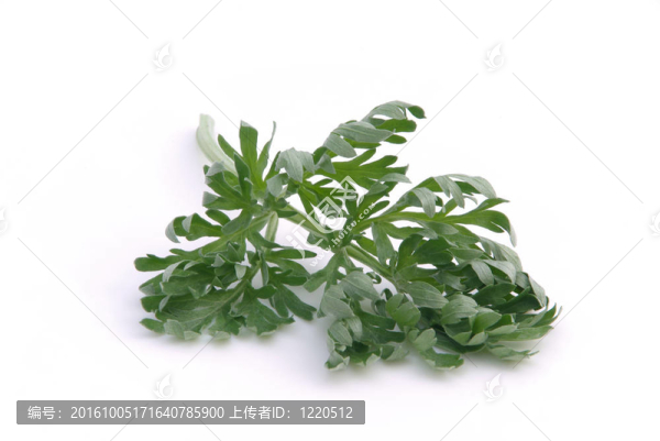 wormwood,04