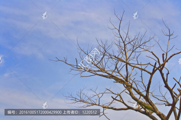 干旱的樹死了
