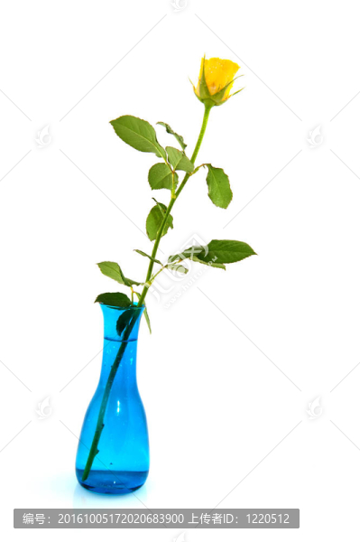 黃色玫瑰的藍色花瓶