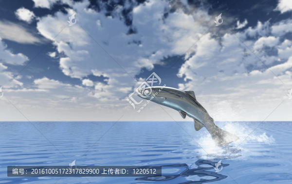 Chrome的鱒魚