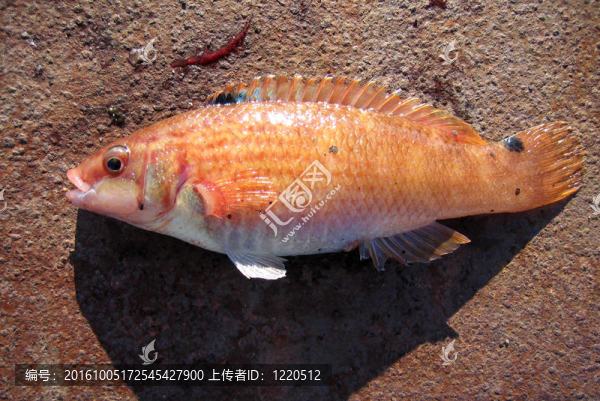 魚-杜鵑瀨魚