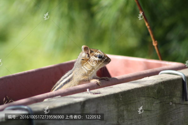 金花鼠