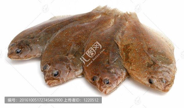 牙鲆魚