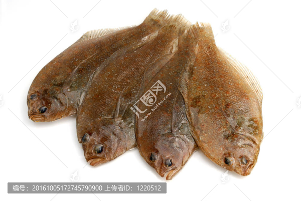 牙鲆魚