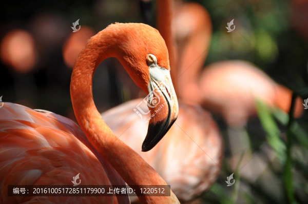 火烈鳥
