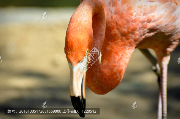 火烈鳥