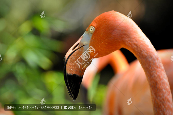 火烈鳥(niǎo)