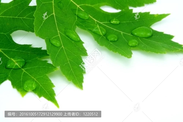 水滴葉