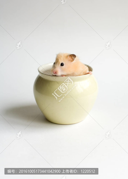 倉鼠在鍋里