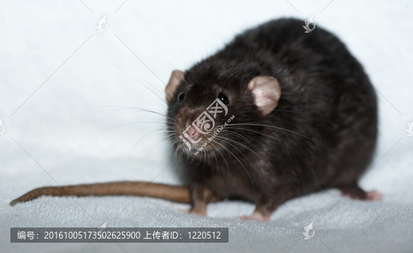 黑老鼠