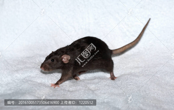 黑老鼠