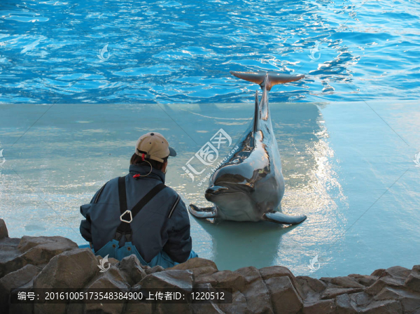 瓶鼻海豚