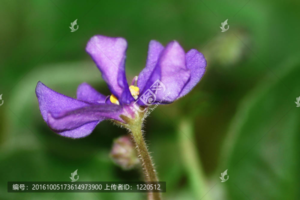 花紫羅蘭