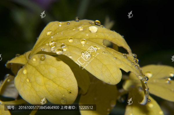 黃色的葉子與露珠