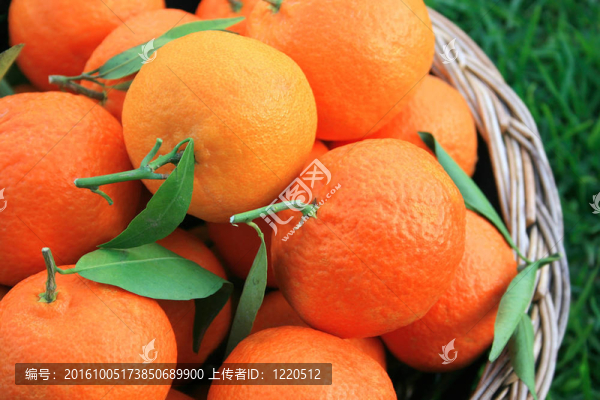橘子收成時(shí)