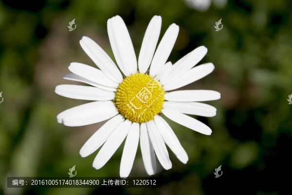 雛菊
