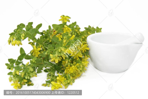 圣約翰草