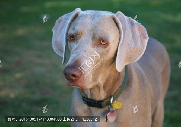 Weimaraner,Dog站在