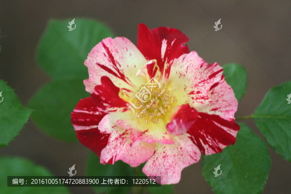 巴里的玫瑰