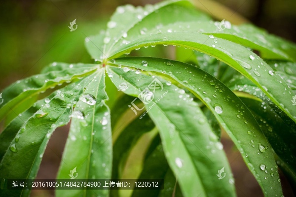 早晨的露水