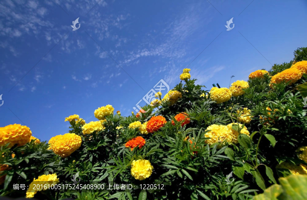 花園里的花