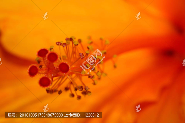 木槿